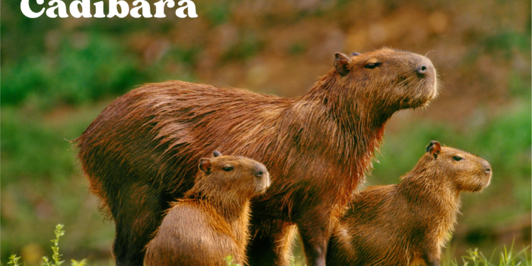 Cadibaras